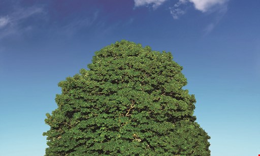 Product image for Total Tree Solutions Free estimate.