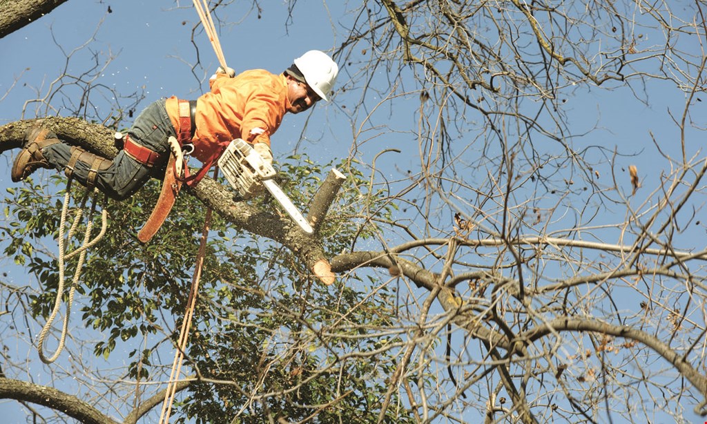 Product image for Meinharts Tree Service $100 off any complete service of $499 or more