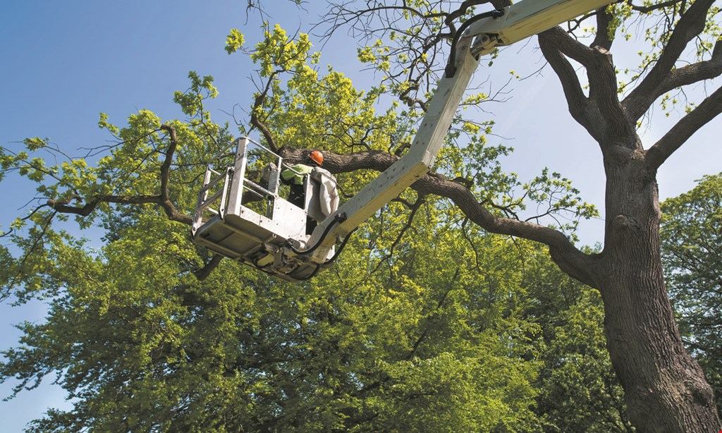 Product image for Celtic Tree Service $200 OFF any service of $1,000 or more.