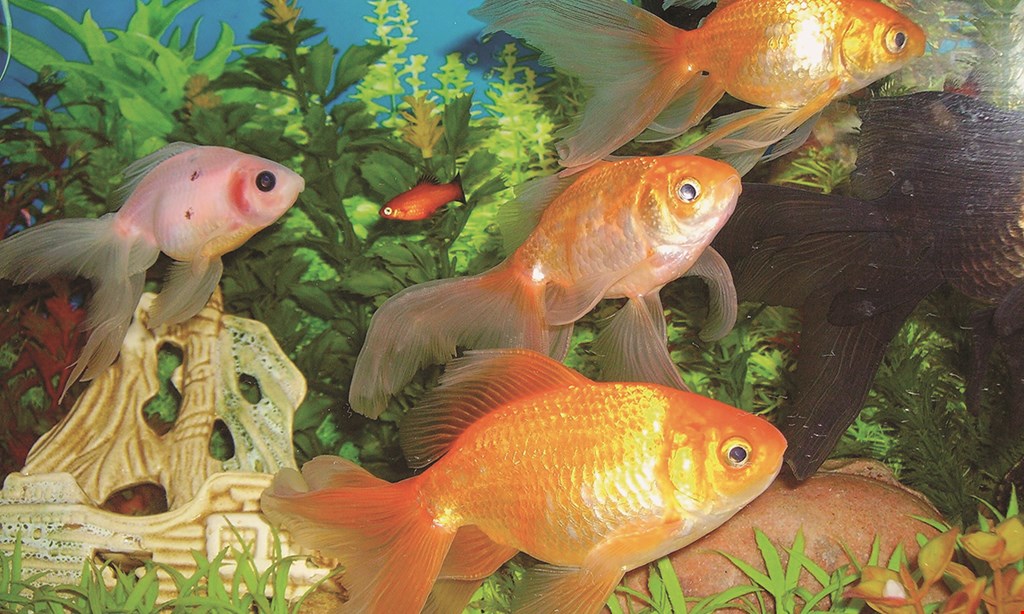 Product image for Pet World 20% off live coral & saltwater fish