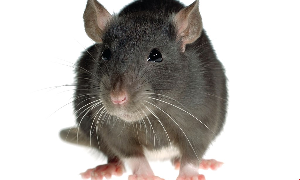 Product image for ABC Pest Management $25 off any mice service.