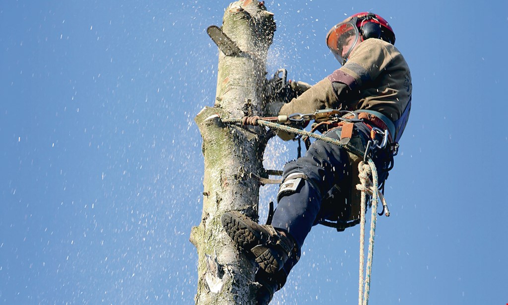 Product image for Miller's Tree Service 10% OFF any tree work of $600 or more. 