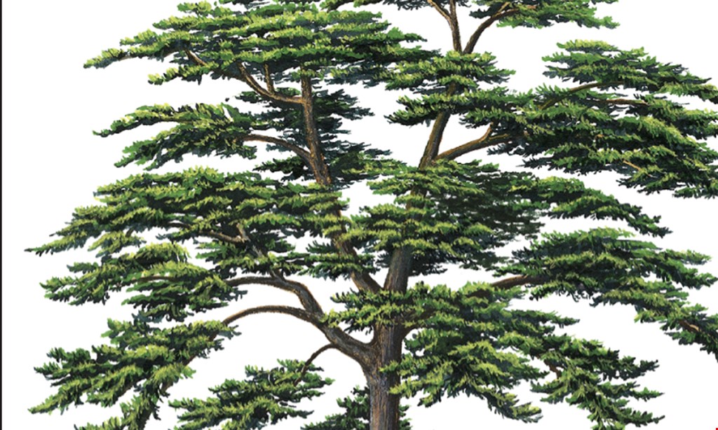 Product image for Parker Tree Service Save $50 On Any Job of $250 Or More