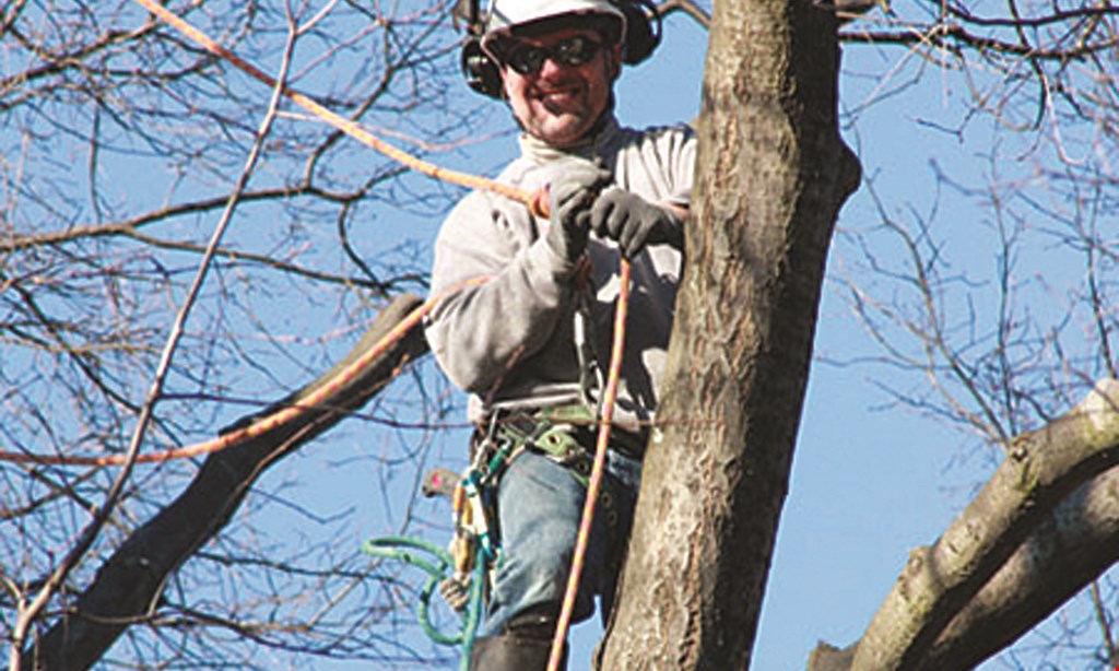 Product image for Extreem Tree Service $75 OFF any job of $750 or more. 