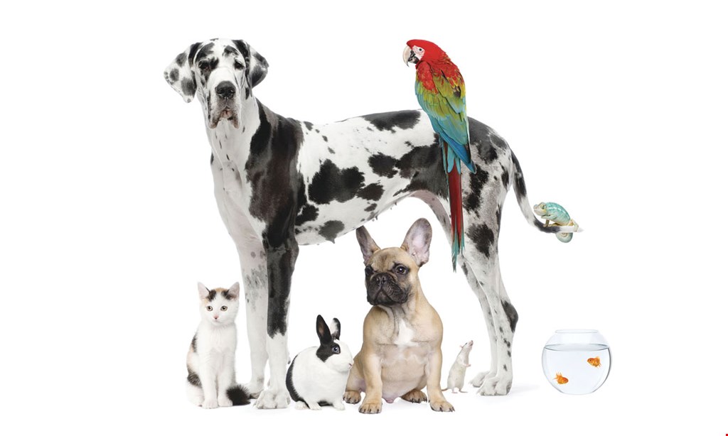 Product image for Ma & Paws Pet Supply Co. FREE Dog and/or Cat Toys Buy 3, Get 1 FREE (must be of equal or lesser value). 