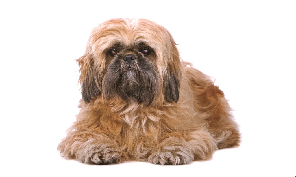 Product image for Pet Styles Grooming Salon $5 off any bakery product purchase of $20 or more. 