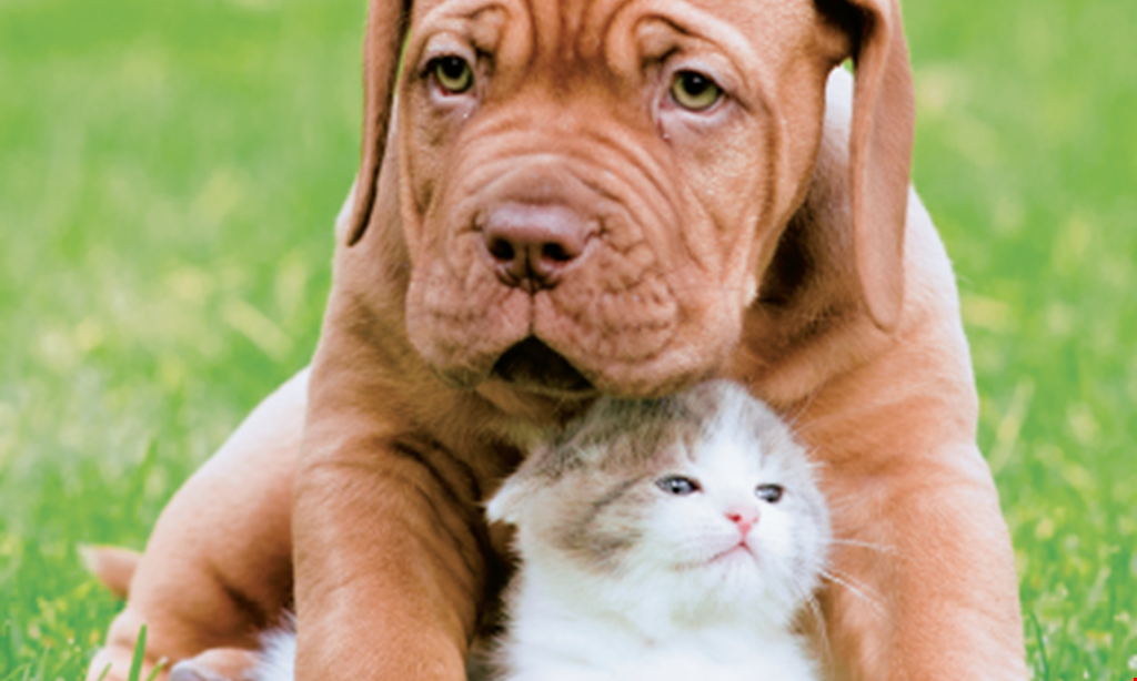 Product image for Army Trail Animal Hospital, LLC $25 off spay/neuter or dental cleaning.