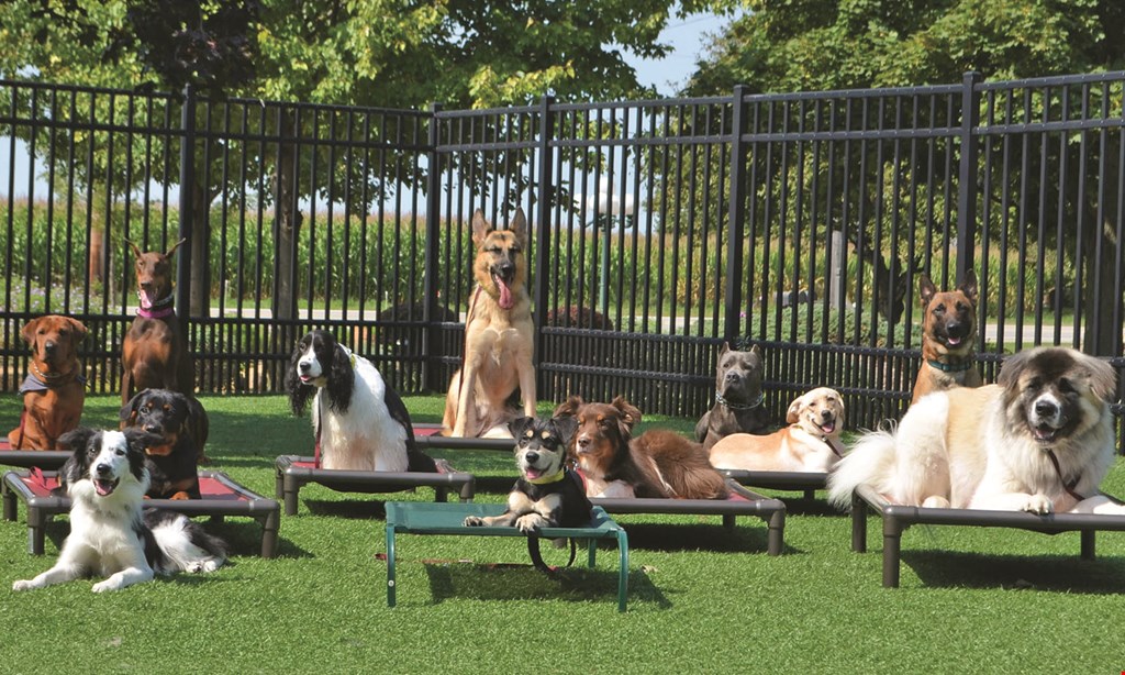 Product image for Kountry Pet Resort & Training Center Free first day of doggie day care 