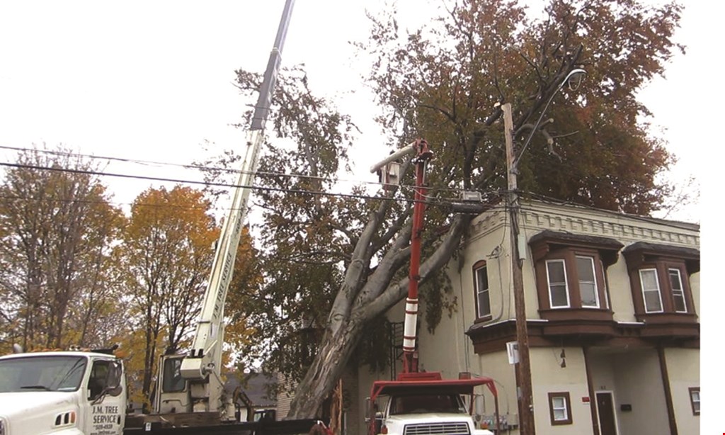 Product image for J.M. Tree Service $50 OFF tree service of $750 or more. 