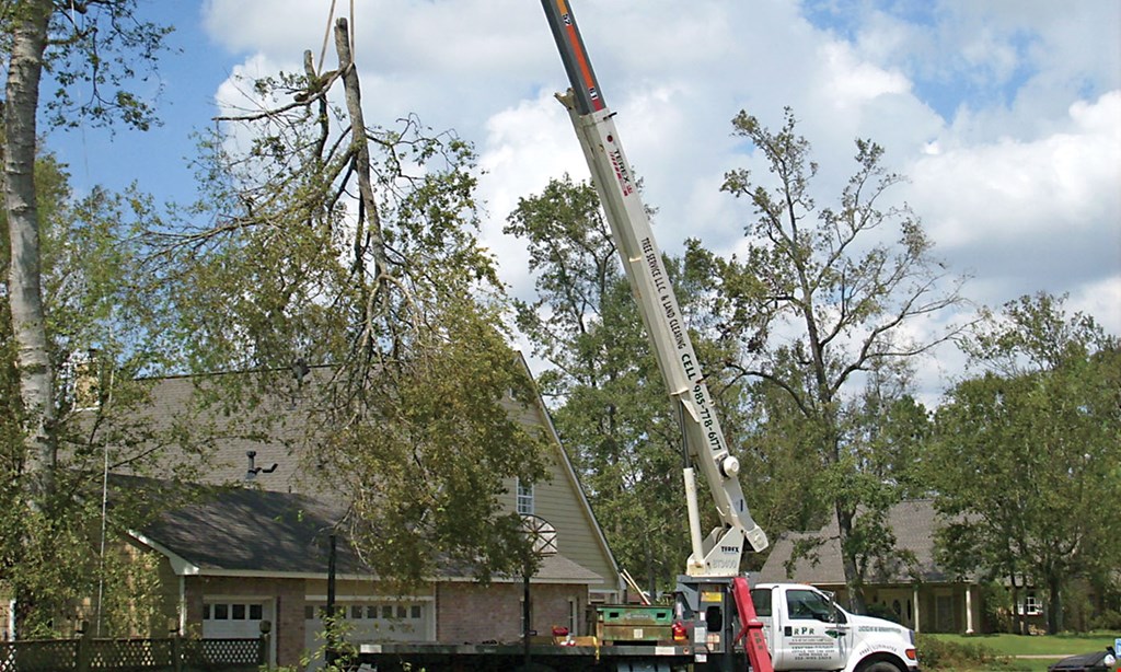 Product image for RPR Tree Service LLC & Tree Trimming $100 off any service of $1000 or more