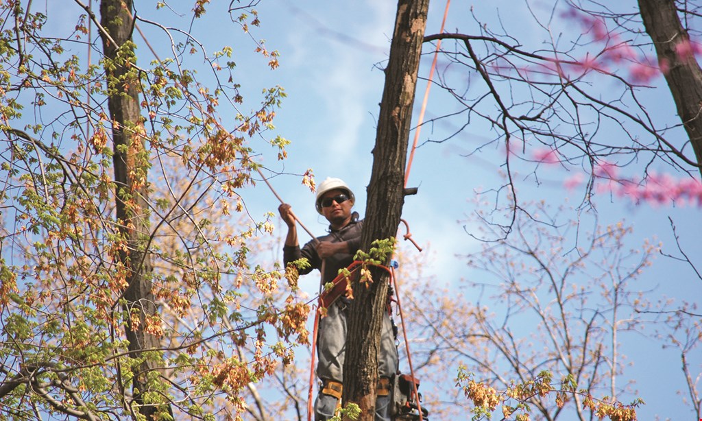 Product image for Baker Tree Services, Inc. 10% off tree service
