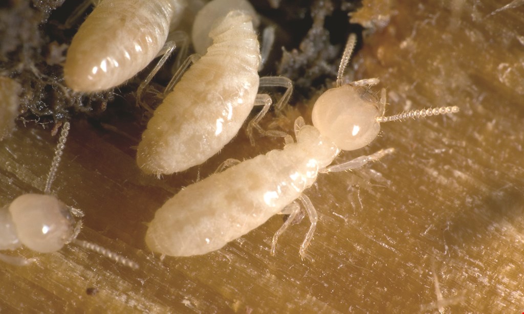 Product image for Kilter Termite & Pest Control $200 OFF ANY KILGUARD SERVICE 