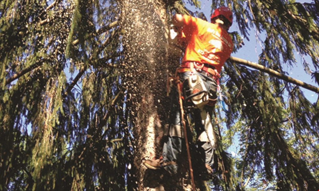 Product image for Rod's Tree Service LLC $150 Offany tree service of $1000 or more. 