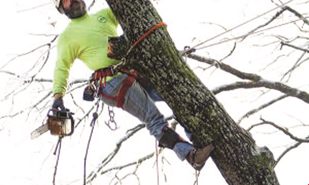 Product image for AKA TREE SERVICE $100 off any job of $500 or more. 