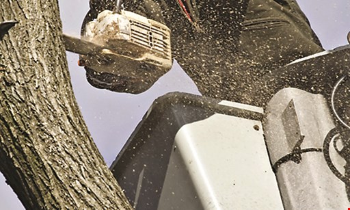 Product image for Powell Property Maintenance & Tree Service $50 off any services of $350 or more.