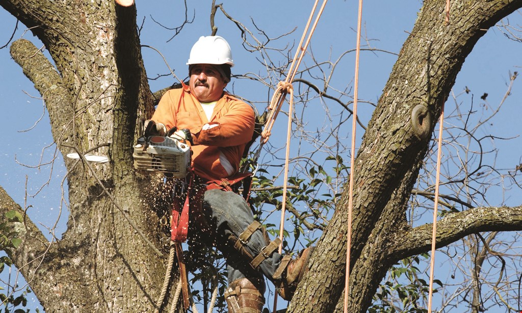 Product image for Ameritree Experts - Residential & Commercial 40% OFF Tree Work, stump grinding not included. 