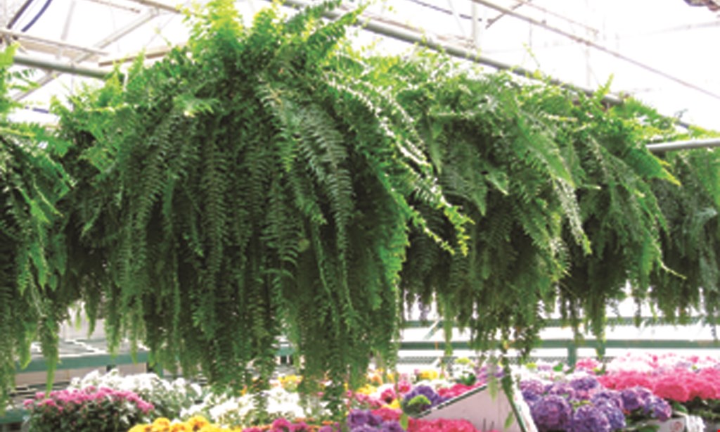 Product image for Beall's Nursery & Landscaping Hanging Baskets $1 off.