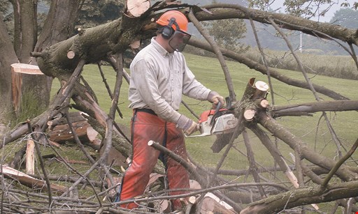 Product image for Woodpecker Tree Service 10% off any tree removals. 