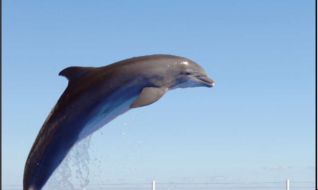 Product image for Marineland $10 OFF Dolphin Encounter Program. 