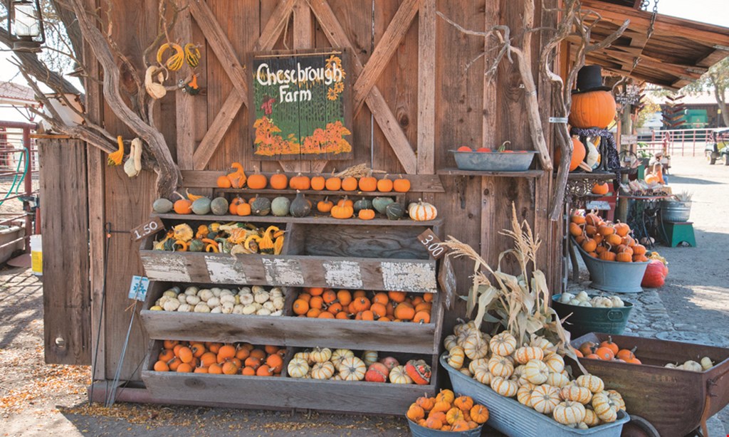Product image for Chesebrough Pumpkin Farm $5 OFF any purchase of $20 or more.
