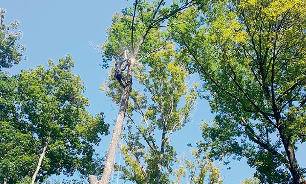 Product image for New Jersey Tree Service LLC 10% OFF any tree service job, maximum discount $250.00, excludes stump grinding.