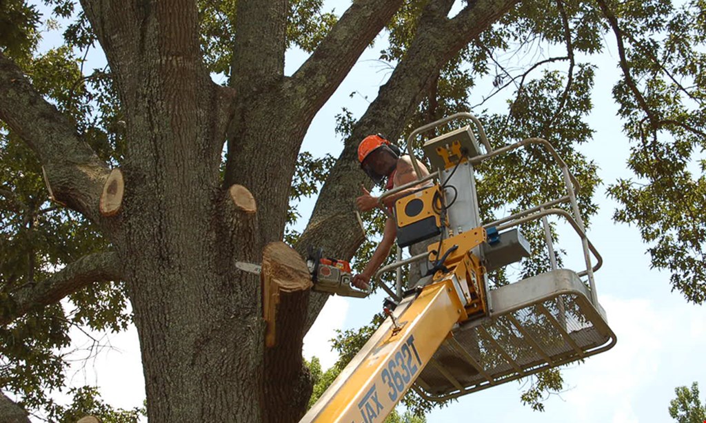 Product image for Busy Beaver Tree Service 15% off any job of $1000 or more