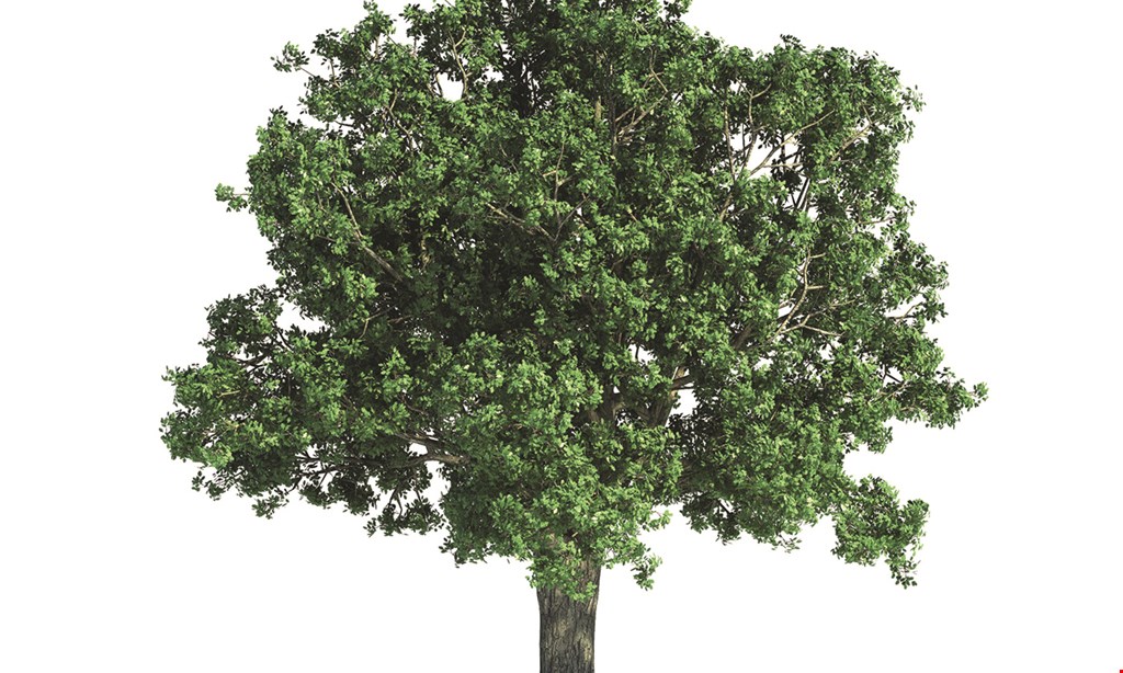 Product image for Forrest Tree Surgeons 10% Off Any Tree Service. 