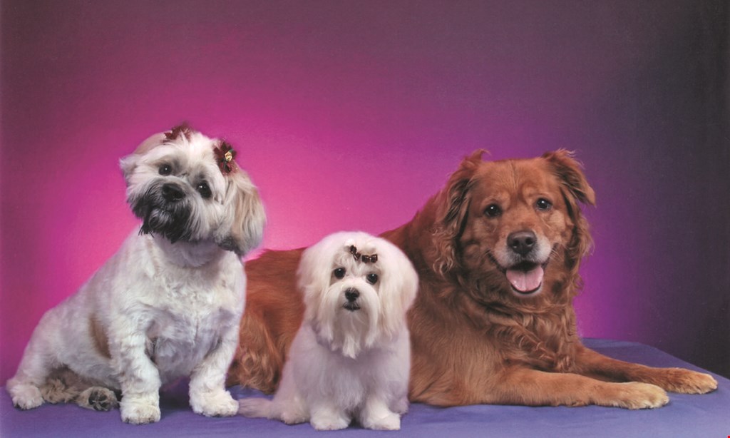 Product image for Terry's Top Dog Pet Salon $5 OFF any full grooming service. 