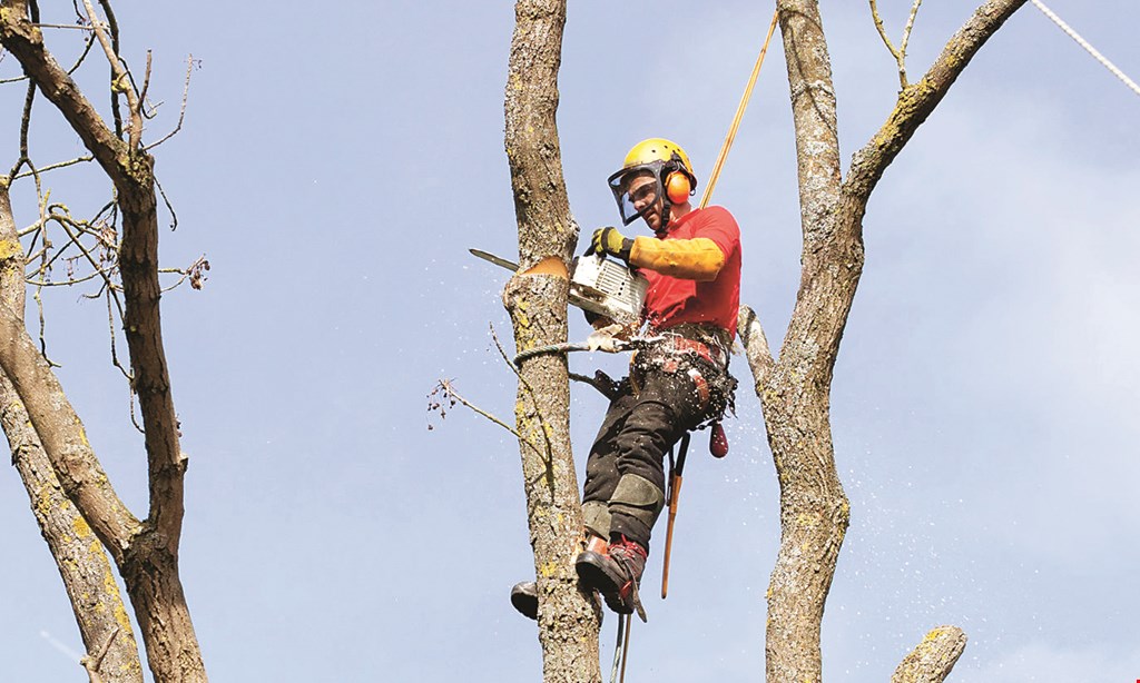 Product image for Gordon Pro Tree Service $150 off any tree job