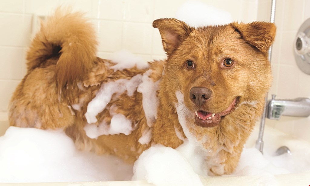 Product image for Doggie Dolittle Pet Salon & Spa $20 Off next bath or grooming service. 