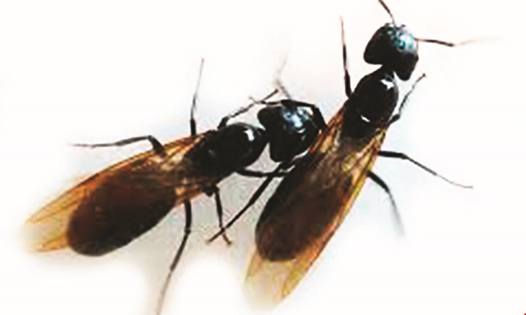 Product image for Kilter Termite & Pest Control $95 QUARTERLY PEST CONTROL 
