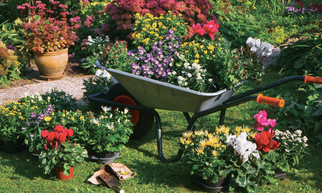 Product image for Knollwood Garden Center & Landscaping 20% OFF One Regular Priced Item. 