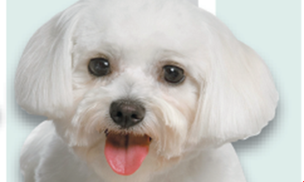 Product image for Kat's Dog House Grooming $5 OFF Regular Grooming Package NEW CLIENTS ONLY.