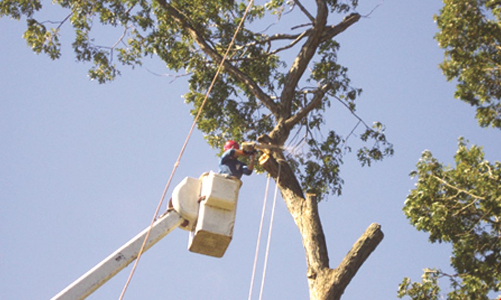 Product image for Corona Tree Service $500 off any service of $3000 or more