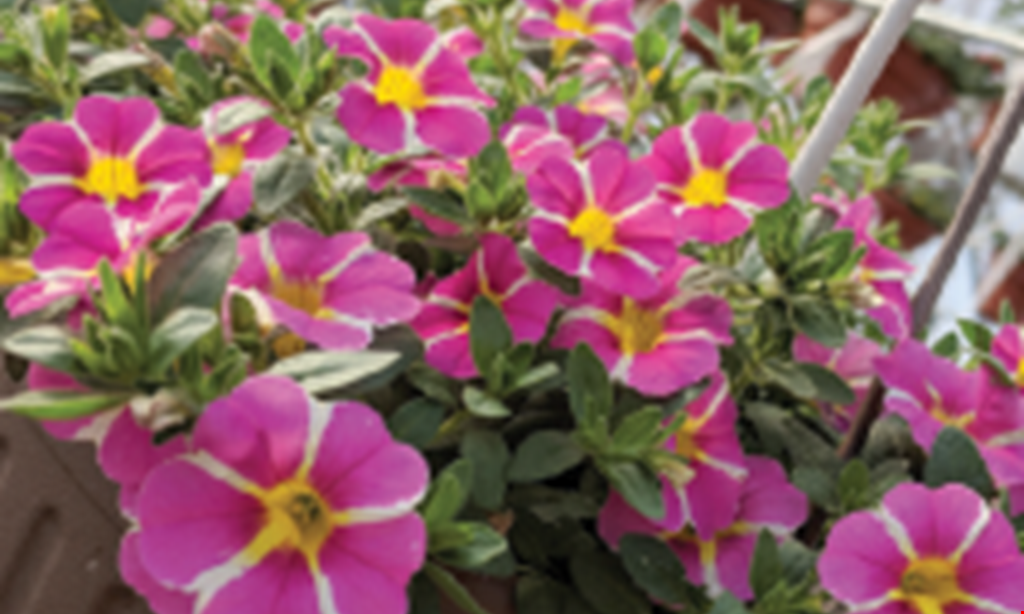 Product image for SUNSCAPE FARMS & GREENHOUSES - GREECE Free pack of pansies or violas 4 or 6 pack only. 