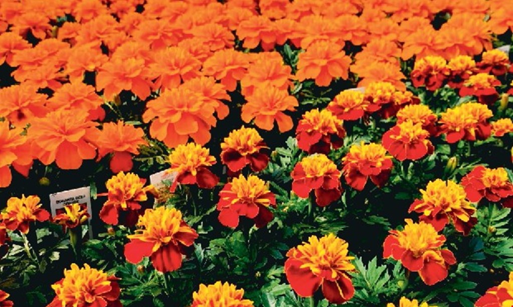 Product image for SUNSCAPE FARMS & GREENHOUSES - GREECE FREEpack of annuals 4 or 6 pack only. 