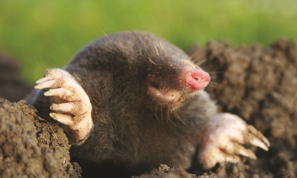 Product image for Trap Your Moles.Com 15% off Ground Mole Trapping Service
