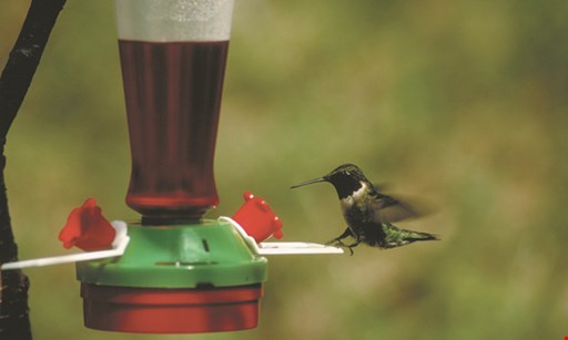 Product image for Ed's Feed & Seed 10% off all hummingbird feeders. 