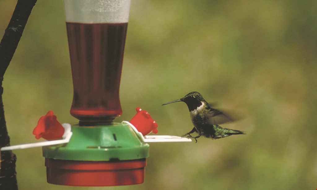 Product image for Ed's Feed & Seed 10% Off All Hummingbird Feeders