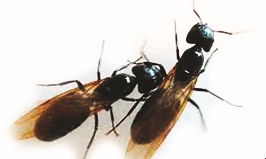 Product image for Kilter Termite & Pest Control $95 QUARTERLY PEST CONTROL 