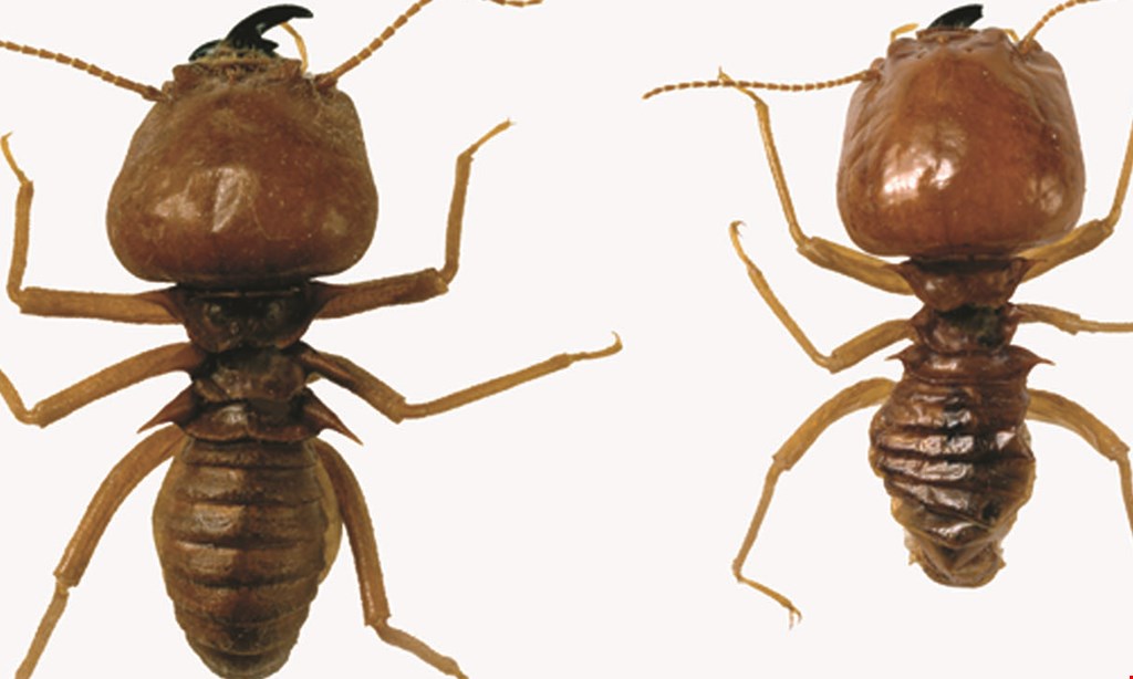 Product image for Select Pest Control $125 OFF Termite Service. 