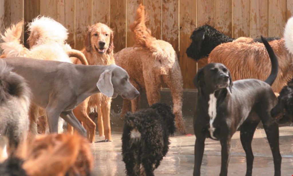 Product image for Animal Ark Pet Resort only $5/day. First 5 Days Of Doggie Daycare. Call Now For Appointment