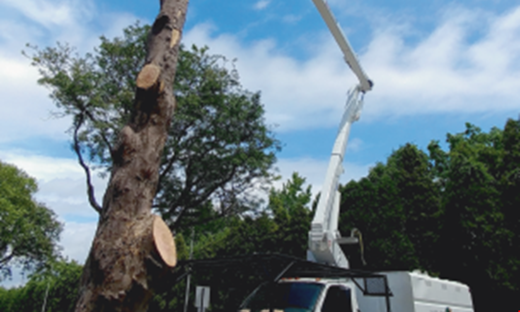 Product image for Nolde Pines 10% OFF tree removal (max savings $100). 