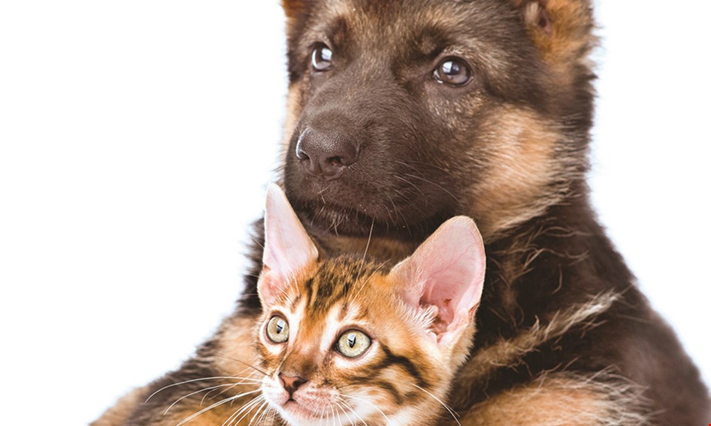 Product image for Cape Horn Pets 20% off any dog or cat health supplement