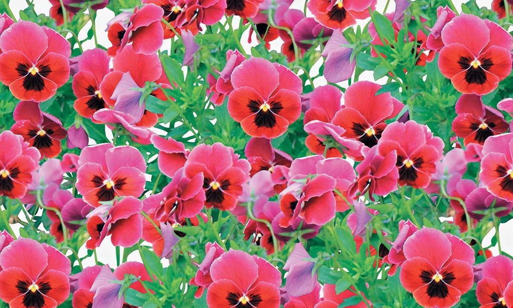 Product image for Filchner's Plants & Produce $5 OFF any purchase of $35 or more.