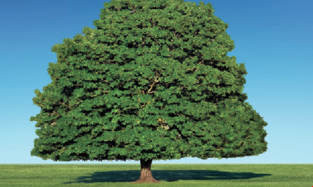 Product image for Paradise Tree Service 10% Off Any Tree Service