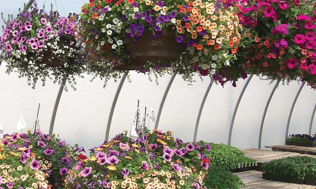 Product image for Schuring's Retail Greenhouse 20% off one 10" hanging basket