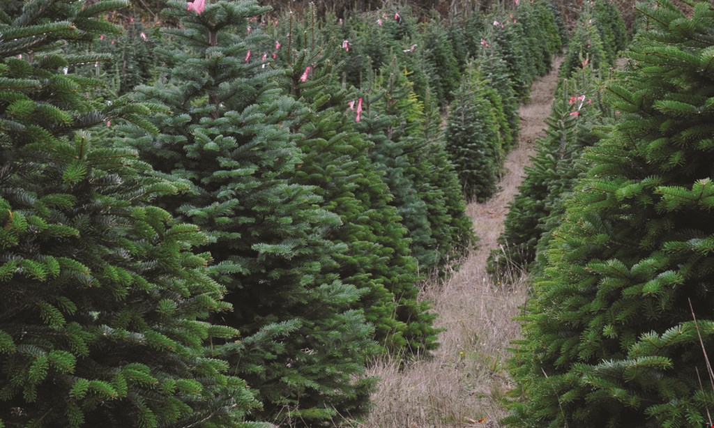 Product image for Collmann Christmas Tree Farm $5 off