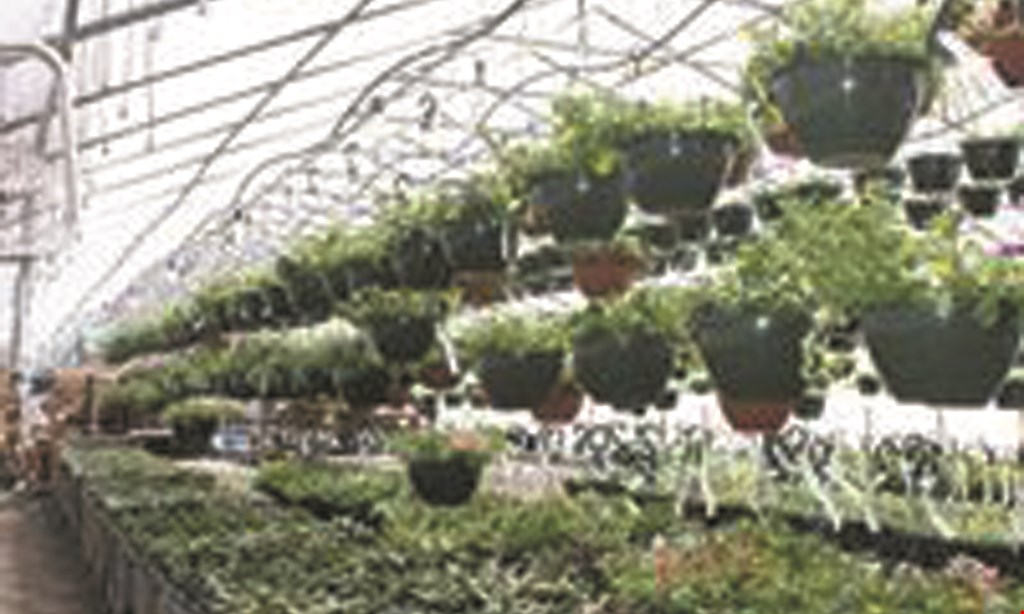 Product image for Midline Greenhouses Buy 2 get 1 FREE perennials 4" pots. 
