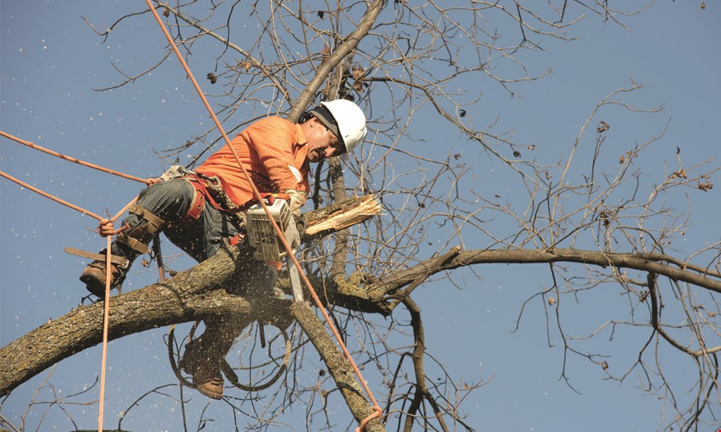 Product image for Appalachian Tree Service $100 OFF any job over $600.
